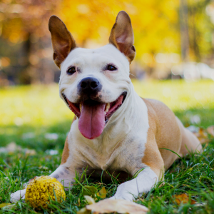 Atención individual